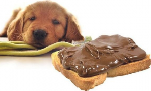 狗吃巧克力为什么会死-根本原因是什么