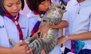 老师把猫带到学校里，它被小朋友抱在怀里来回摸，表情太享受了！