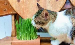 猫草要种多久