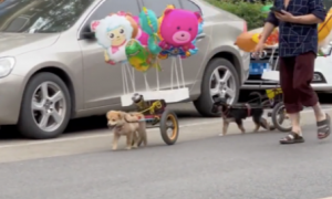 大叔让两只小狗帮忙卖气球，各自都拉着一辆小车，真是乖巧呀！