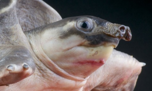养猪鼻龟的水温要求是什么