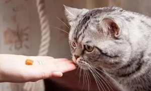 猫咪吃得过多吃什么药