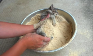 把小猫放进盆子裹粉被人误会！最后网友澄清：是在救它！