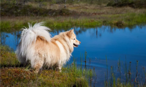 芬兰拉普猎犬训练有技巧吗