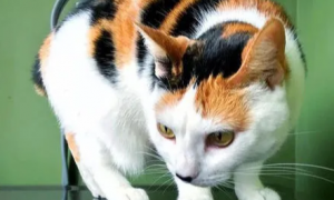 中华田园猫的寿命最长能活多少年