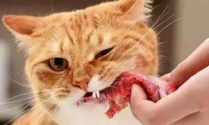 猫能吃生肉吗