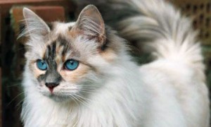 西伯利亚猫怎么看品相