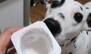 狗狗能喝哪种酸奶