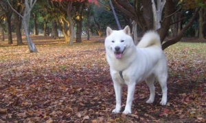 北海道犬训练有技巧吗