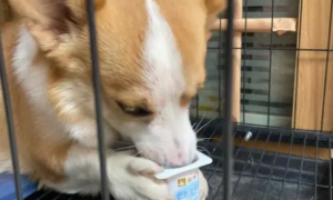 小狗可以喝酸奶吗？