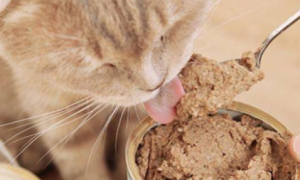 过期猫罐头能吃吗