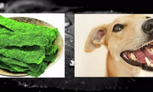 狗能吃海苔吗为什么