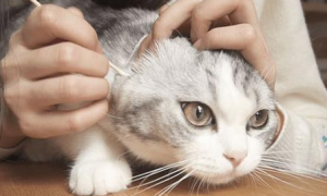 为什么幼猫容易长耳螨呢