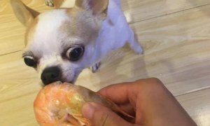 狗狗能吃虾吗