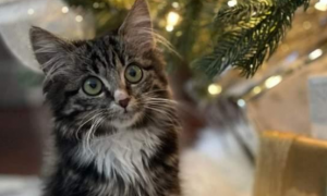可怜小猫被撞断后腿，但它爬着接近圣诞树的样子，真像个小天使！