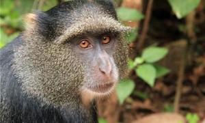 青长尾猴是保护动物吗