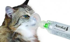 猫咪哮喘不治疗会怎样