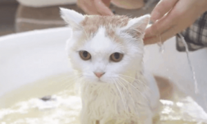 生产后母猫多久可以洗澡