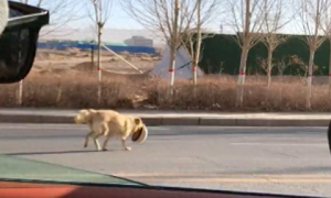 流浪狗跑到车前堵着不让走，仔细看才发现，它嘴里叼着掉落的帽子