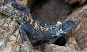 刺尾鬣蜥属于保护动物吗
