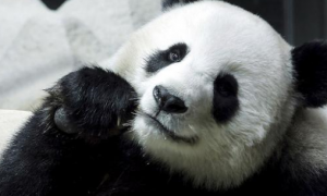 泰国保险公司将为熊猫赔付1500万泰铢 约合人民币300万元