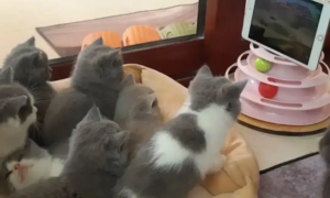 7只小猫全神贯注看《猫和老鼠》