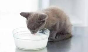 猫可以喝人的纯牛奶么