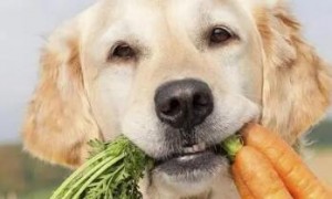狗能吃白萝卜吗