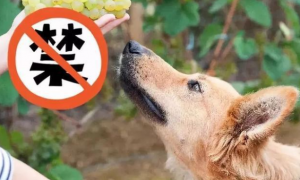 狗可以吃葡萄吗?为什么