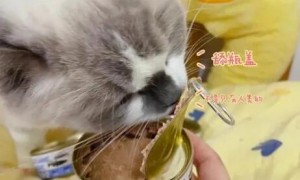 猫咪罐头怎么选