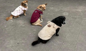 天冷了，网友发现她们学校的流浪狗都穿上了厚衣服，超有爱！