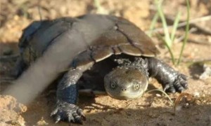 澳洲短颈龟吃什么食物最好