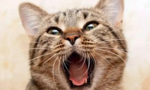 猫咪张嘴喘气是什么原因造成的