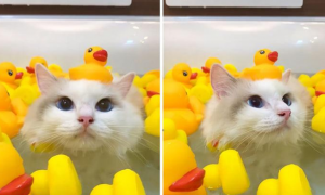 这是一只神仙猫咪，人家不仅不怕水，还喜欢泡澡