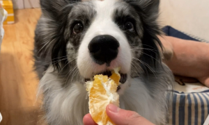 狗可以吃橙子吗