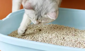 猫砂放多少量合适
