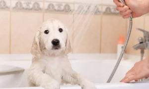 宠物狗来月经可以洗澡吗