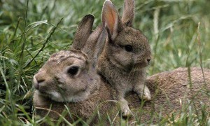海南兔多久可以生兔子