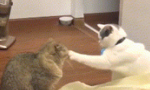 两只猫咪打架，伸出爪子后玩起了拍手，网友：你俩认真点好吗