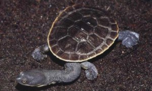 长颈龟能活多少年