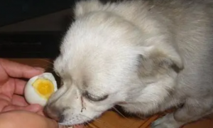 三个月小狗每天蛋黄能吃多少啊