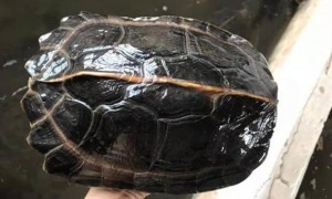亚洲巨龟可以深水养吗