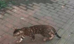 女子在路上偶遇流浪猫，殊不知这是“行走的人民币”