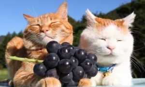 猫可以吃葡萄吗
