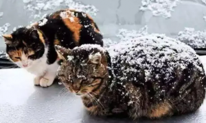 流浪猫冬天会不会冻死呢