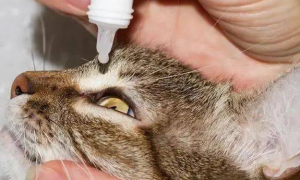 小猫咪能滴眼药水吗
