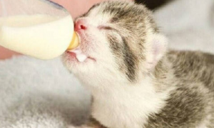 幼猫吃什么奶粉