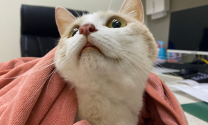 猫黄疸早期到晚期需要多久治愈