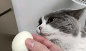 猫能吃鸡蛋白吗