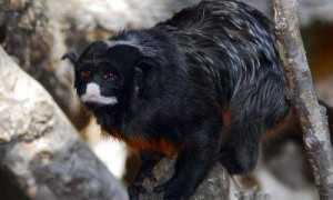 黑柽柳猴吃什么食物